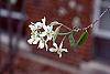 Amelanchier arborea flowers