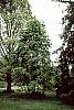 Amelanchier canadensis habit