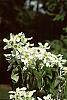 Amelanchier canadensis flowers