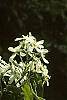 Amelanchier canadensis flowers