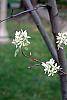 Amelanchier canadensis flowers