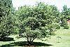 Amelanchier x grandiflora habit
