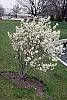 Amelanchier x grandiflora habit