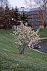 Amelanchier x grandiflora habit