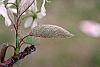 Amelanchier x grandiflora leaves