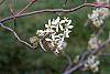 Amelanchier x grandiflora flowers