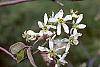 Amelanchier x grandiflora flowers