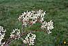 Amelanchier x grandiflora flowers
