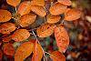 Amelanchier x grandiflora fall color