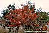 Amelanchier x grandiflora 'Princess Diana' habit