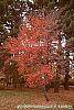 Amelanchier x grandiflora 'Robin Hill' fall color