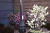 Amelanchier laevis habit