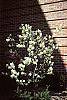 Amelanchier laevis habit