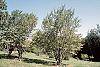 Amelanchier laevis habit
