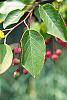 Amelanchier laevis leaves