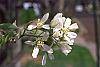 Amelanchier laevis flowers