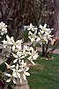 Amelanchier laevis flowers