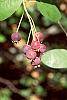 Amelanchier laevis fruit