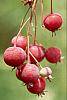 Amelanchier laevis fruit