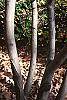 Amelanchier laevis bark