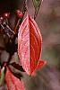 Aronia arbutifolia fall color
