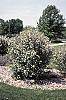 Aronia arbutifolia 'Erecta'