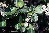 Aronia melanocarpa leaves