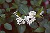 Aronia melanocarpa flowers