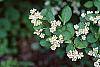Aronia melanocarpa flowers