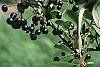 Aronia melanocarpa fruit