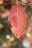 Aronia melanocarpa fall color