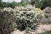 Aronia melanocarpa 'Elata' habit