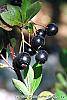Aronia x prunifolia fruit