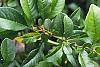 Chaenomeles japonica leaves