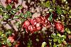 Chaenomeles japonica flowers