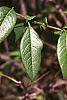 Chaenomeles speciosa leaves