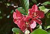 Chaenomeles speciosa flowers