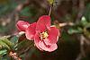 Chaenomeles speciosa flowers