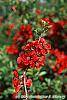 Chaenomeles speciosa 'Simonii' flowers