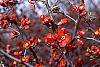 Chaenomeles x superba 'Hollandia' flowers