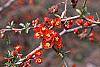 Chaenomeles x superba 'Hollandia' flowers