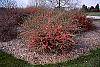 Chaenomeles x superba 'Pink Lady' habit