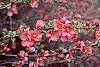 Chaenomeles x superba 'Pink Lady' flowers