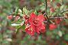 Chaenomeles x superba 'Rowellane' flowers