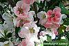Chaenomeles speciosa 'Toyo-Nishiki' flowers