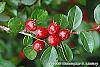 Cotoneaster divaricatus fruit