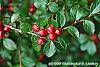 Cotoneaster divaricatus fruit