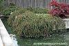 Cotoneaster 'Hessei' habit