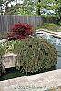 Cotoneaster 'Hessei' habit