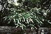 Cotoneaster multiflorus habit